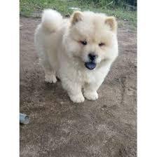 CHOW CHOW RAZA PURA