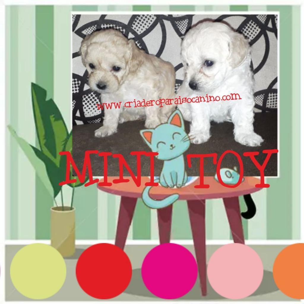 Cachorritos Mini Toy