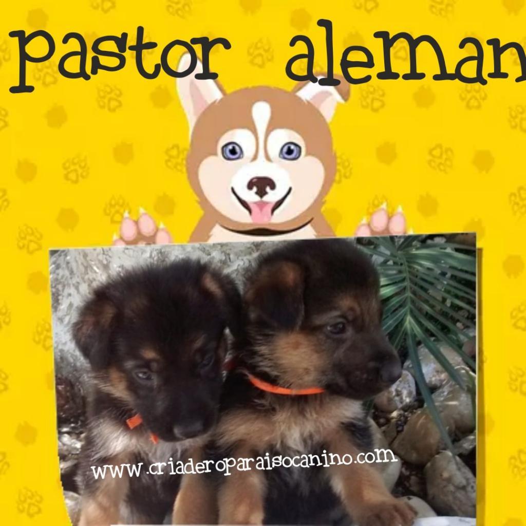 Cachorritos Pastor Aleman