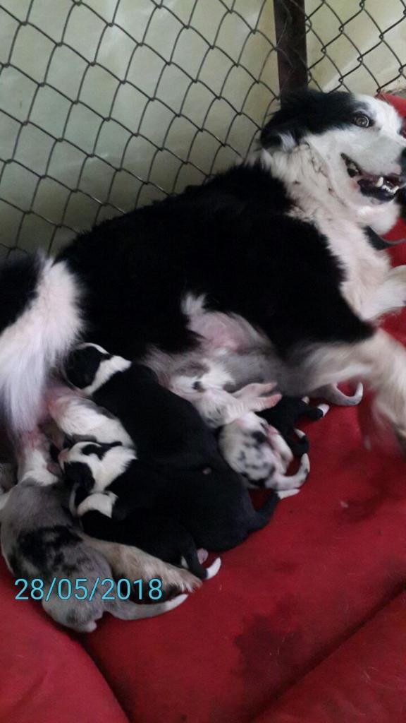 Cachorros Border Collie