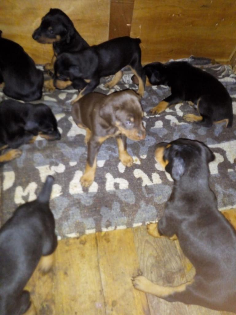 Cachorros Doberman