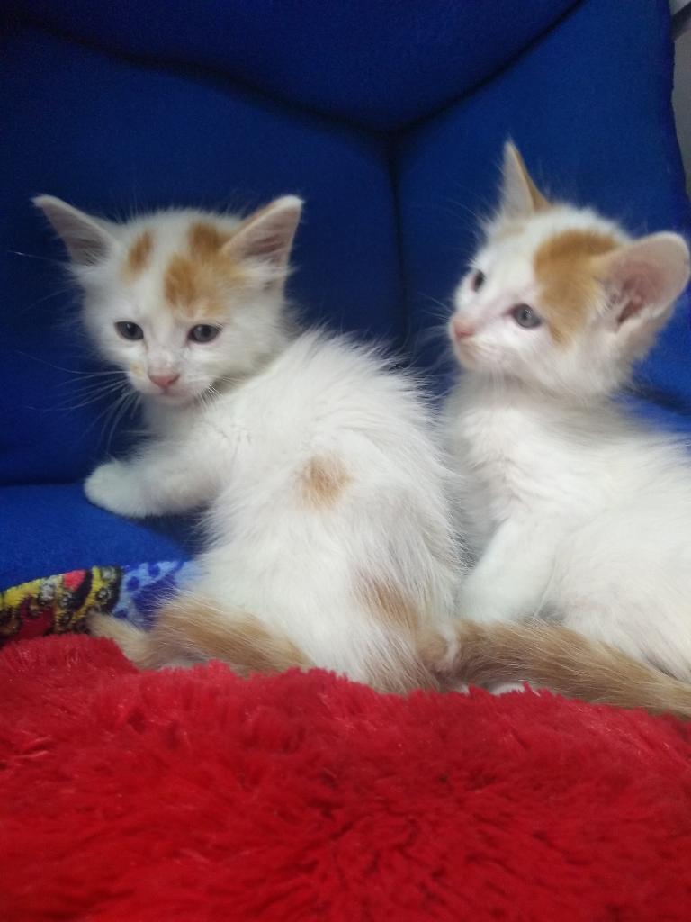 Hermosos Angora