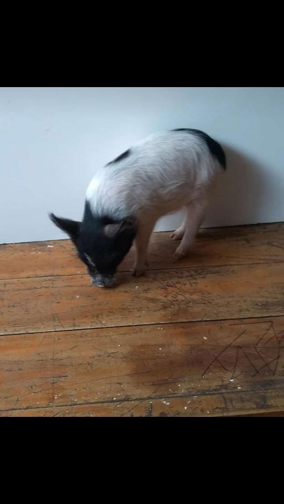 Mini Pig Disponibles