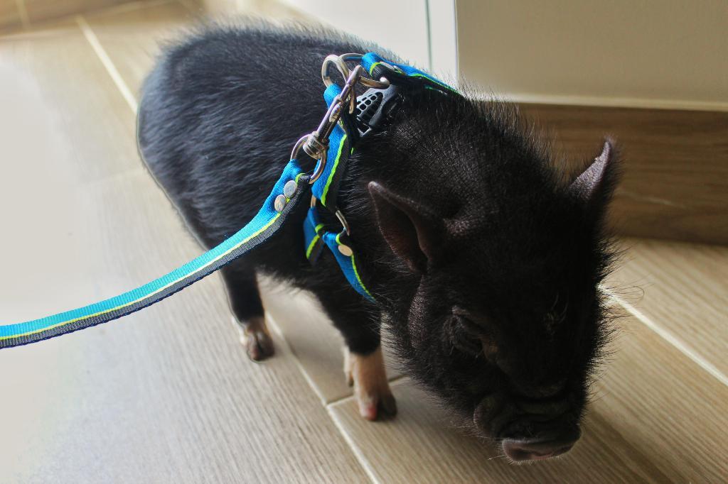 Mini Pig Macho con Accesorios