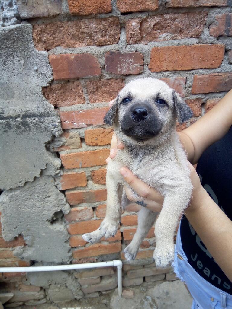 Perritos en Adopcion