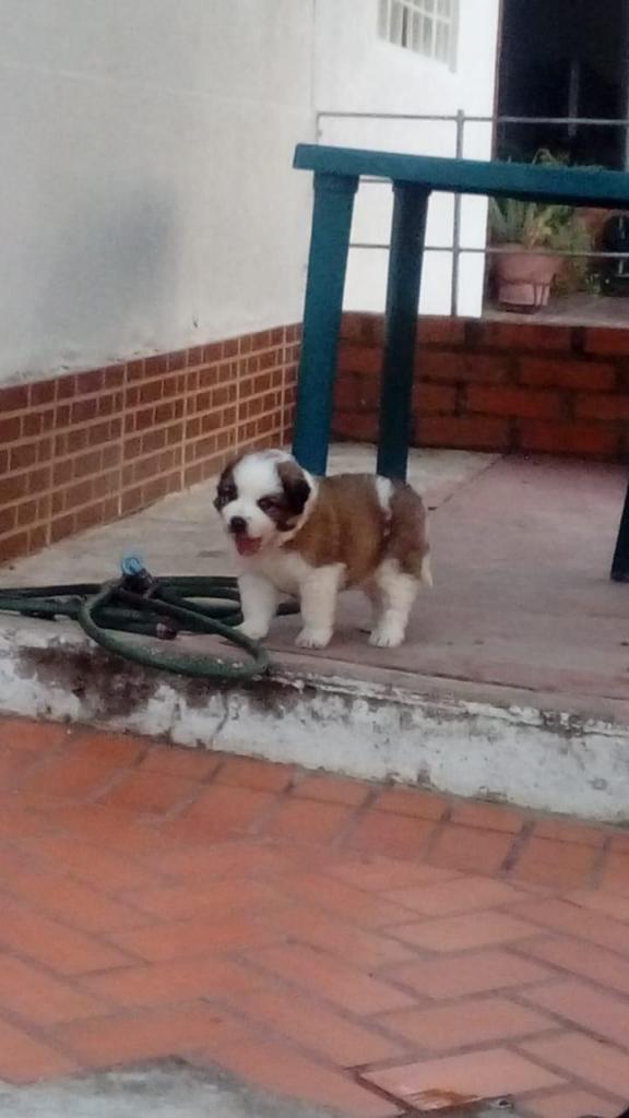 Precioso Cachorro San Bernardo A la Venta