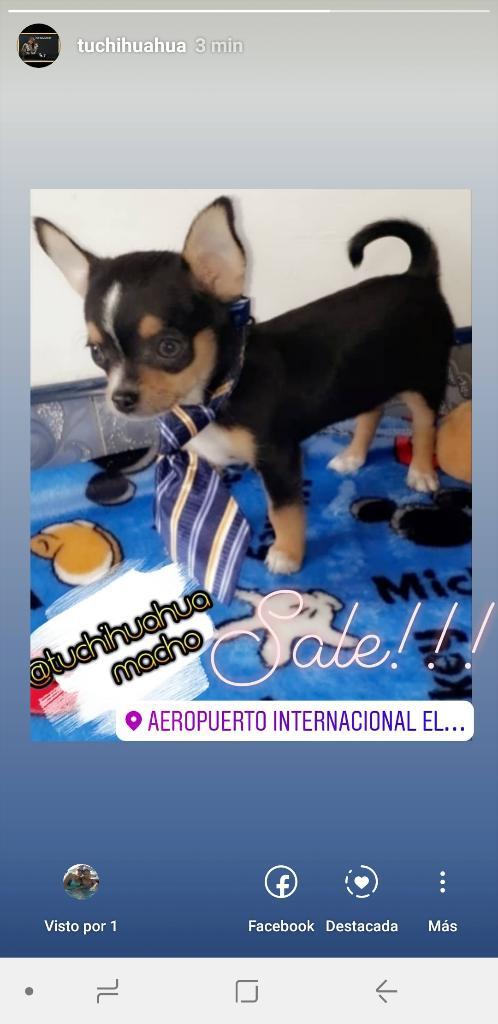 Sale!!!expectacular Chihuahua Macho
