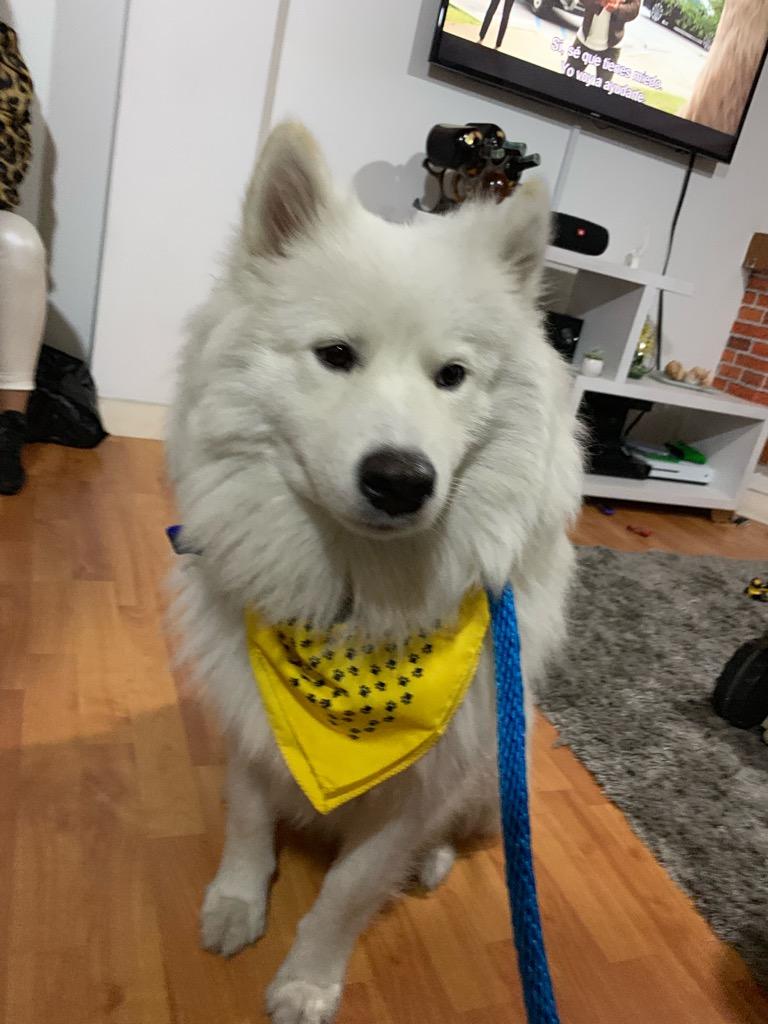 Samoyedo 7 Meses