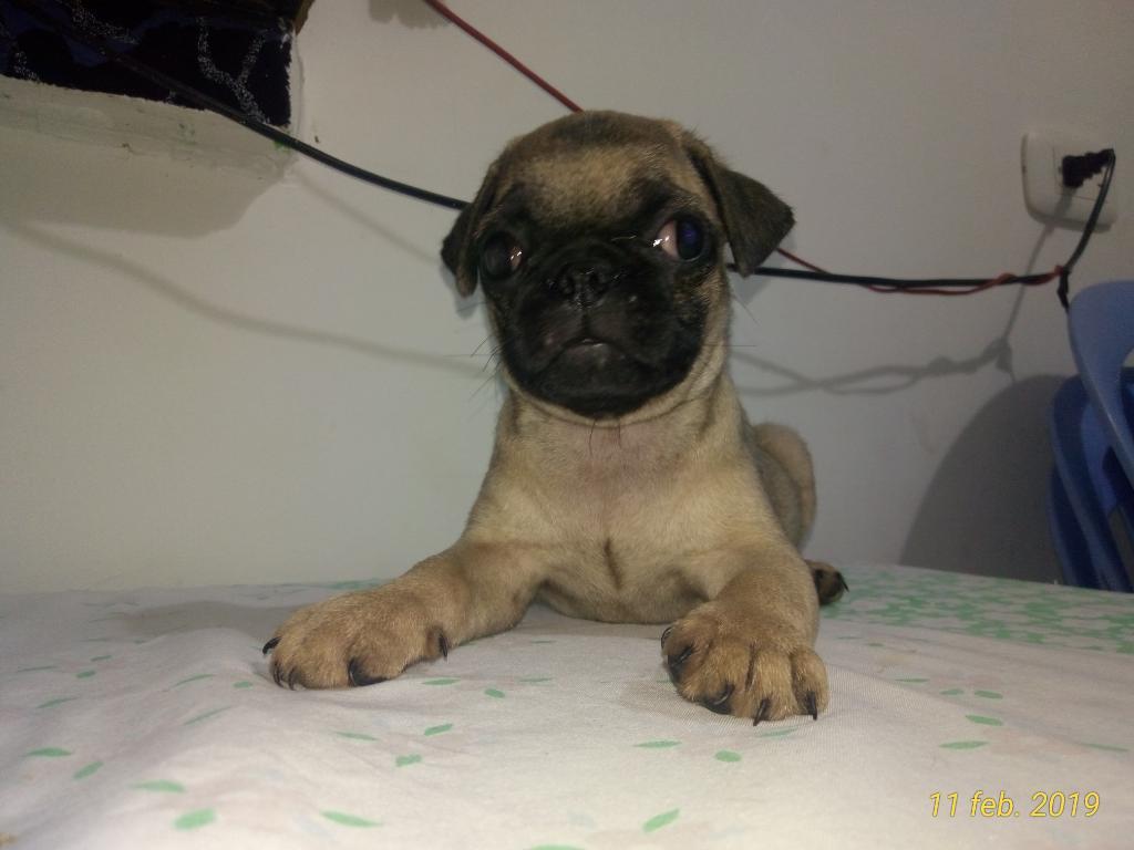 Se Vende Hermoso Cachorro Pug