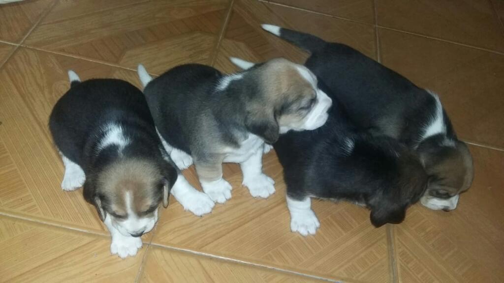 Se Venden Hermosos Perros de Raza Beagle