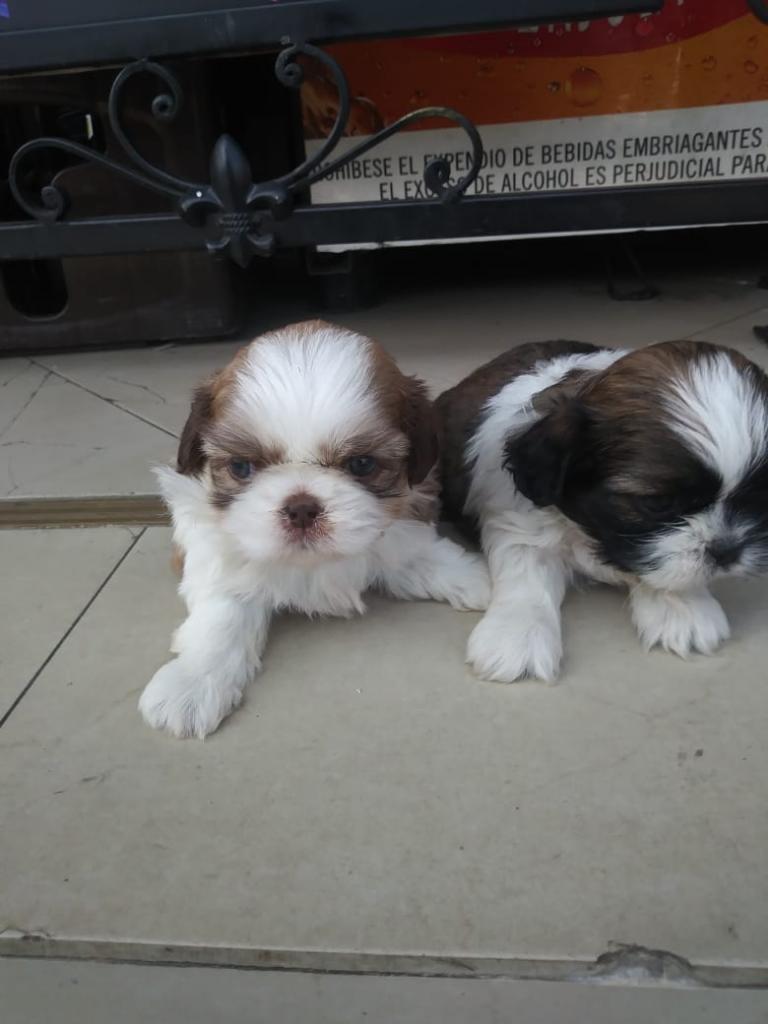 Shihtzu Machos Y Hembras