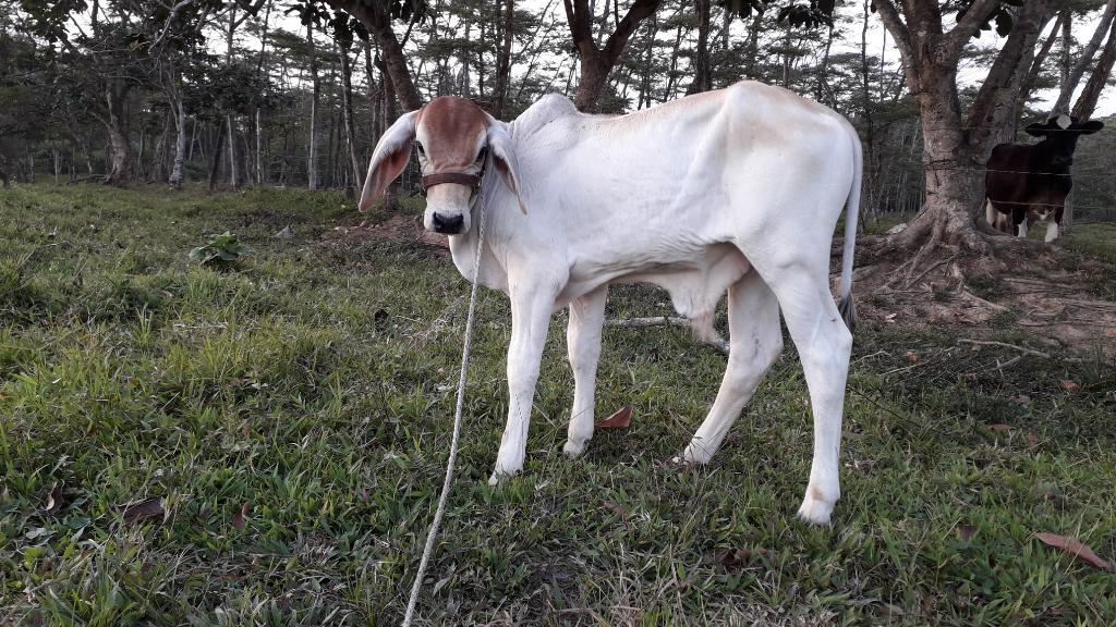 Ternero Blanco