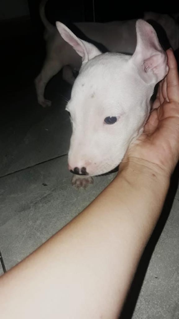 Vendo Bull Terrier