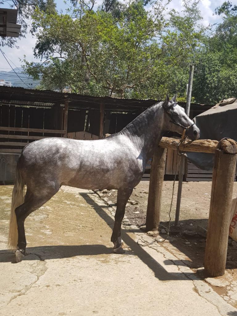 Vendo Caballo