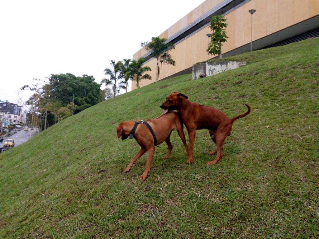 Vendo Cachorro Rhodesian Ridgeback