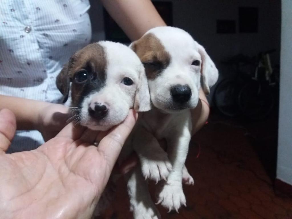 Vendo Cachorros Jack Russell Terrier