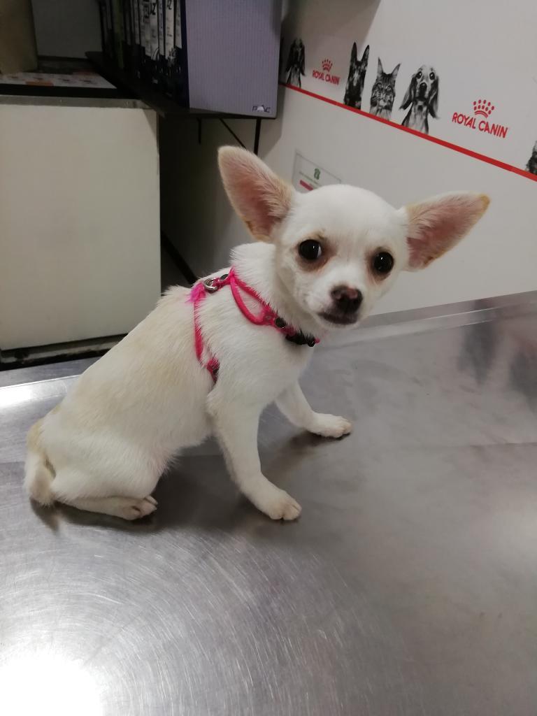 Vendo Hermosa Chihuahua