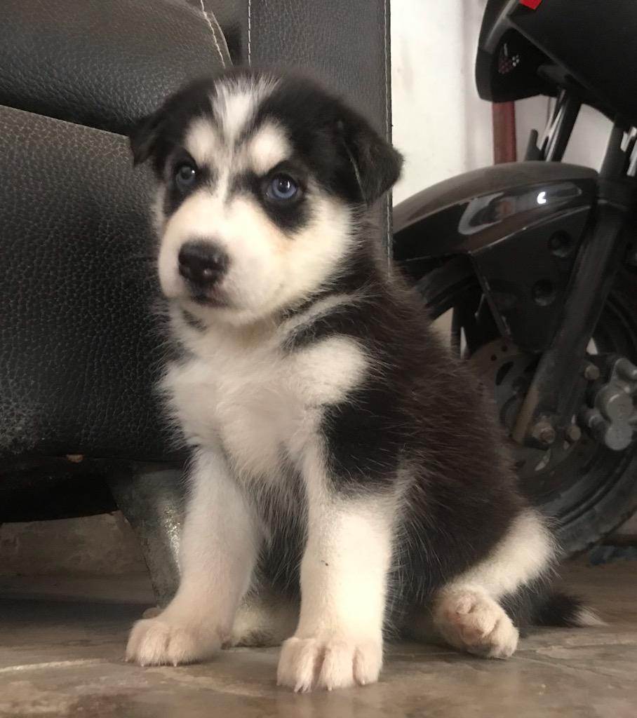 Vendo Husky Siberiana