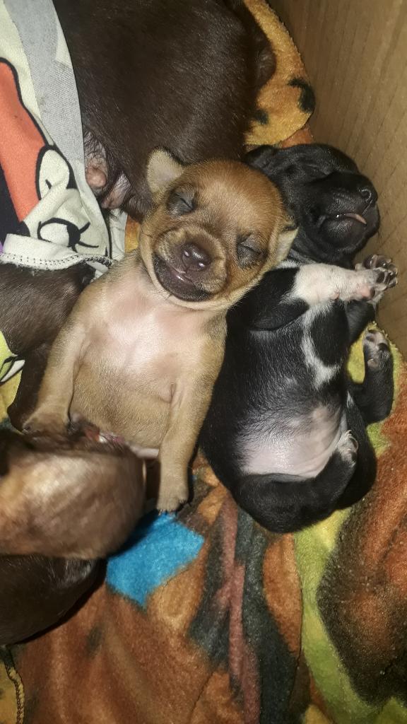 Vendo Pincher Chihuahua