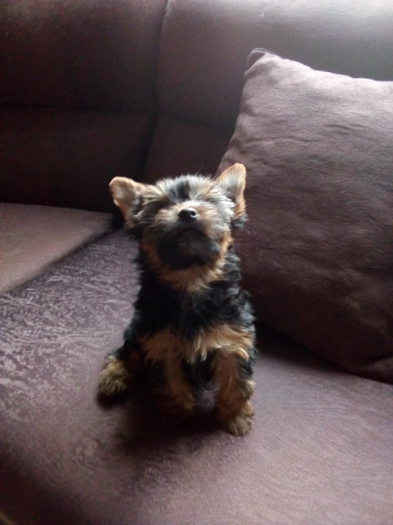 Yorkies Terrier