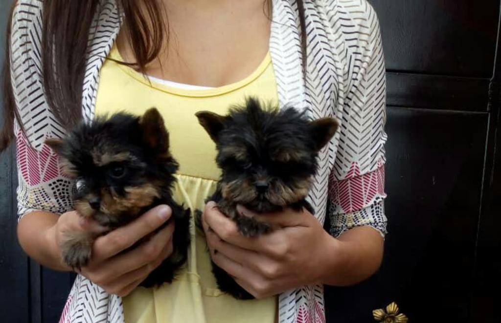 Yorkshire Cachorritos Mini Yorkie