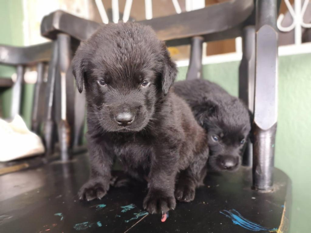 cachorro Labrador