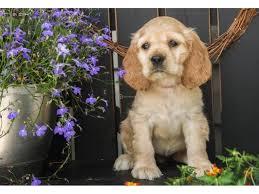 cachorros cocker spaniel