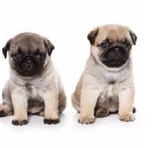 cachorros pug