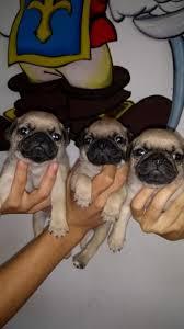 pug carlinos disponibles