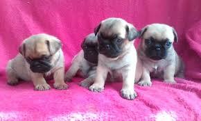 pug carlinos verdaderos