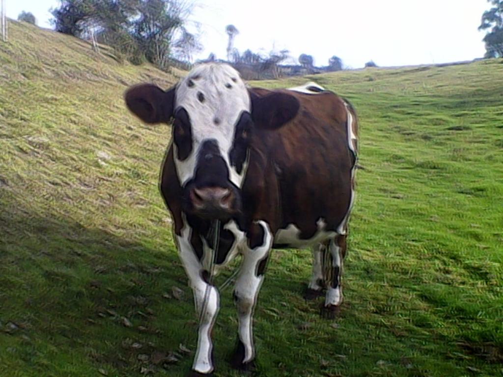 vacas preñadas buenas productoras de leche raza normando y