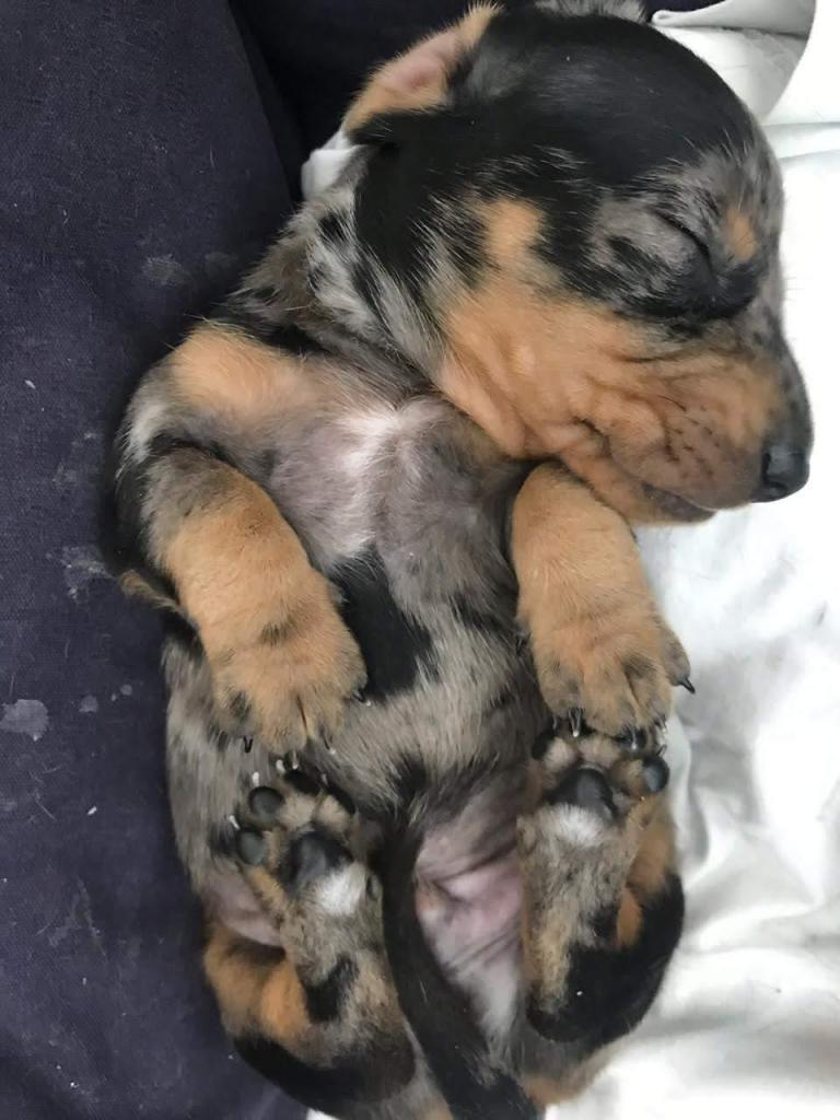 CACHORRA DACHSHUND O TECKEL MARMOLADA