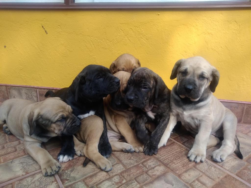 CACHORROS FILA BRASILERO