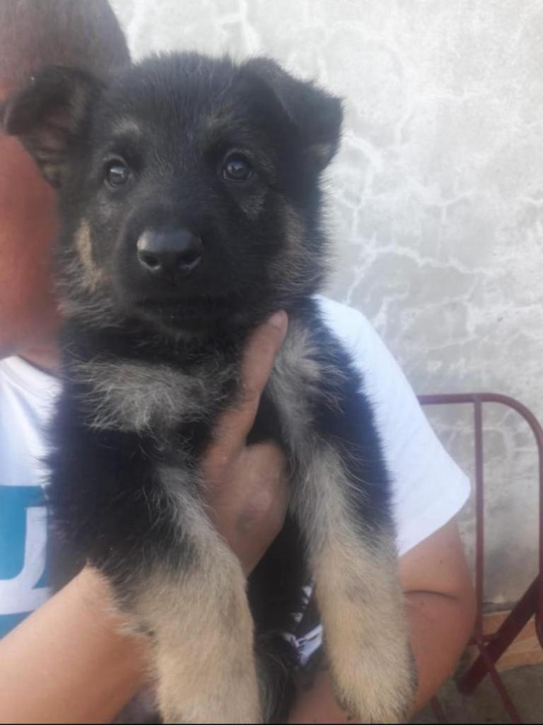 CACHORROS PASTOR ALEMAN