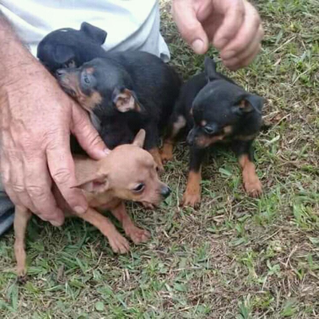 Cachorritos Pincher Miniaturas