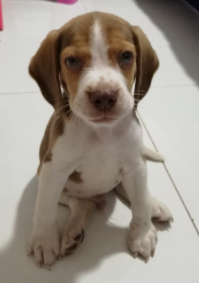 Cachorro Beagle Chocolate ojos verdes