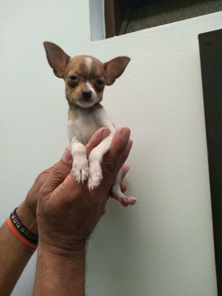 Cachorro Chihuahua