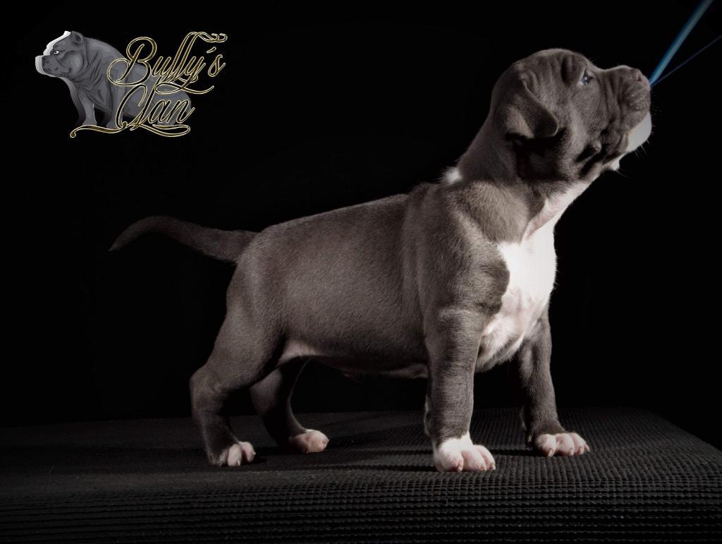 Cachorro Macho American Bully de 35 Dias