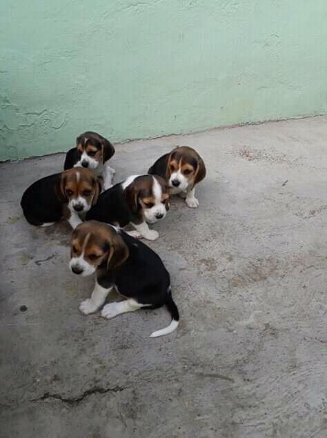 Cachorros Beagle Mini