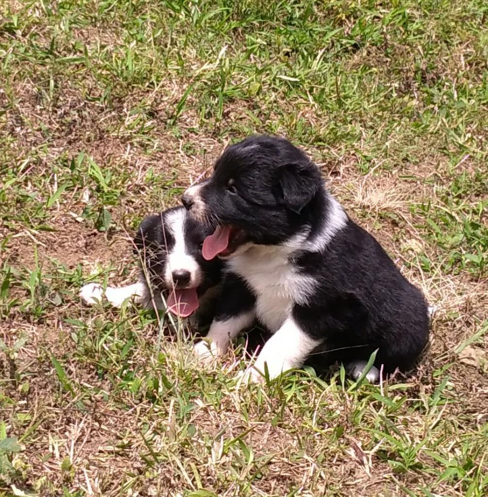 Cachorros Border Collie Color Tradiciona