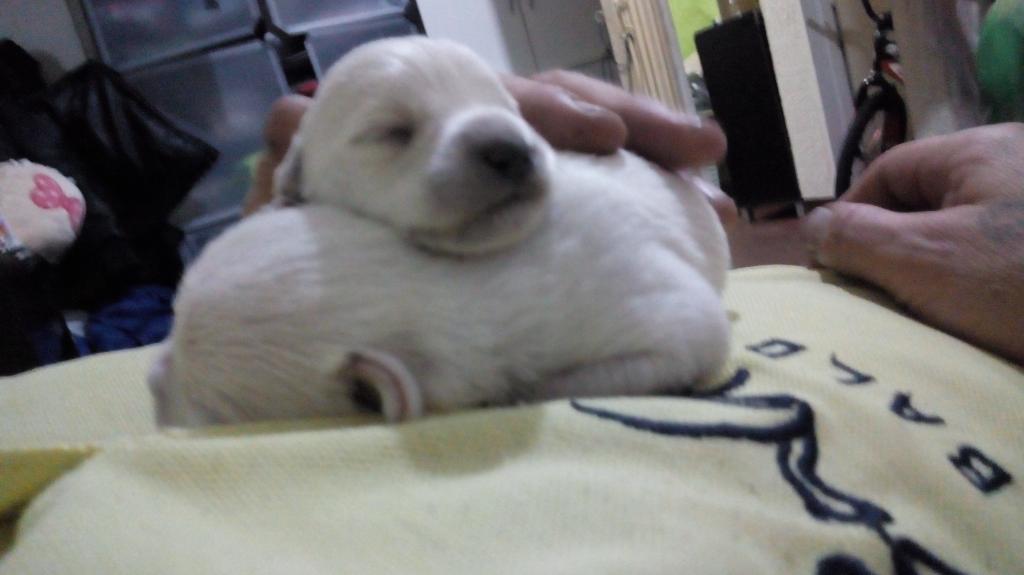 Cachorros Esnauzer Descoja Su Mascota