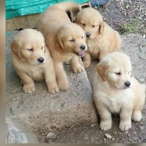 Cachorros Golden