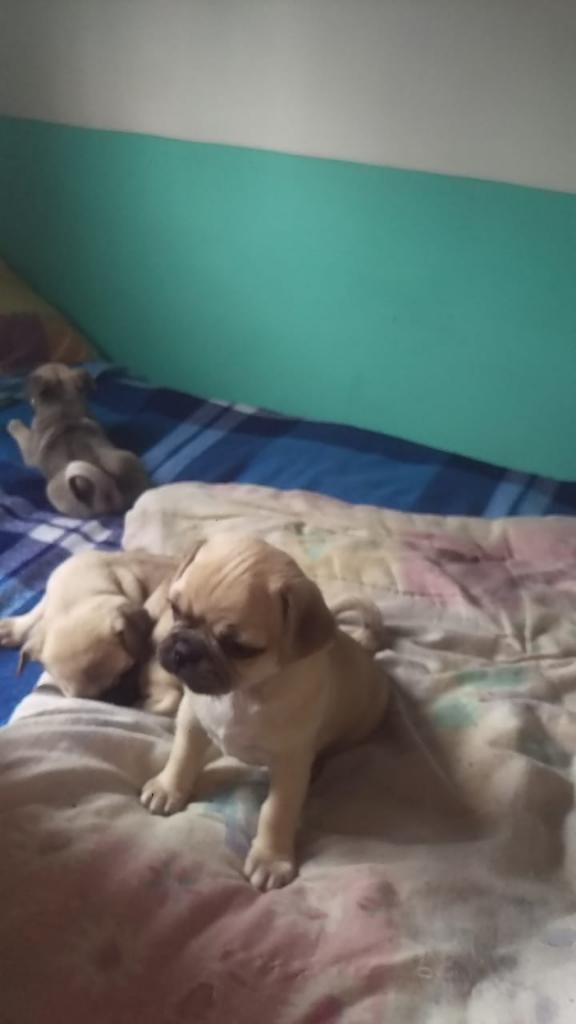 Cachorros Puff