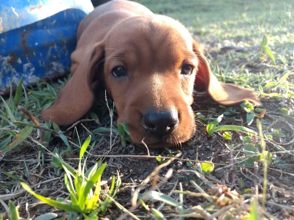 Cachorros Teckel