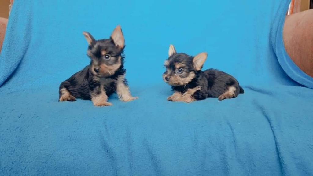 Cachorros Yorkshire Terrier