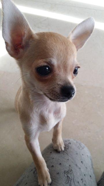 ESTUPENDOS CHIHUAHUAS A LA VENTA GARANTIZADOS