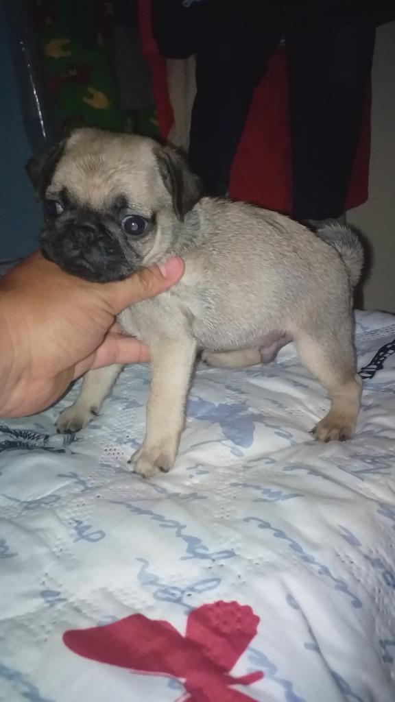 Fotico Real Pug Bellezita