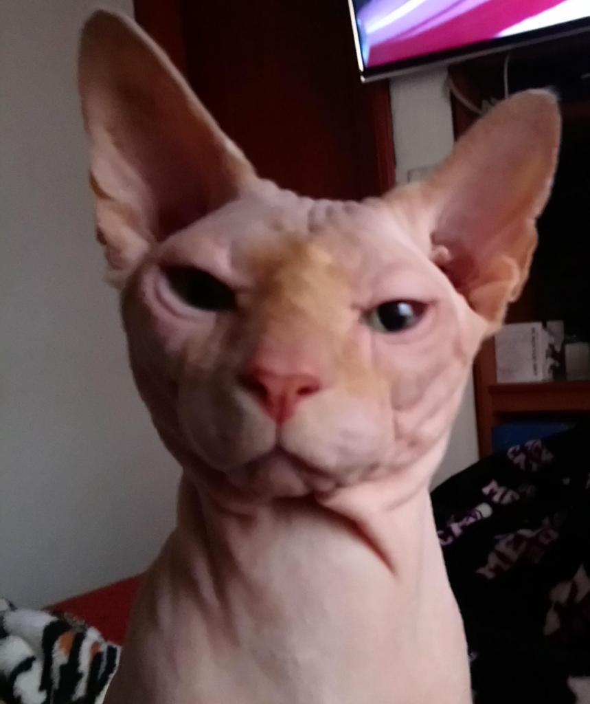 GATO SPHYNX