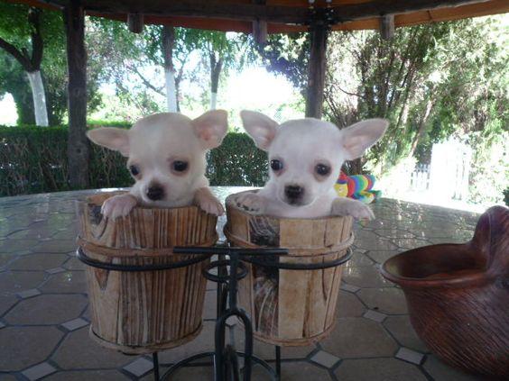 HERMOSOS CHIHUAHUAS A LA VENTA