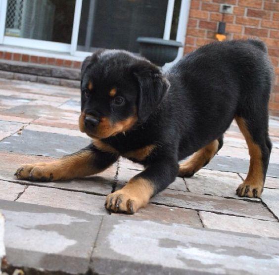 HERMOSOS ROTTWEILER EN VENTA